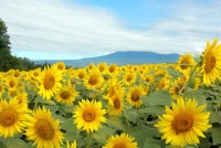 Nên đi đâu để ngắm hoa hướng dương trong tháng 8