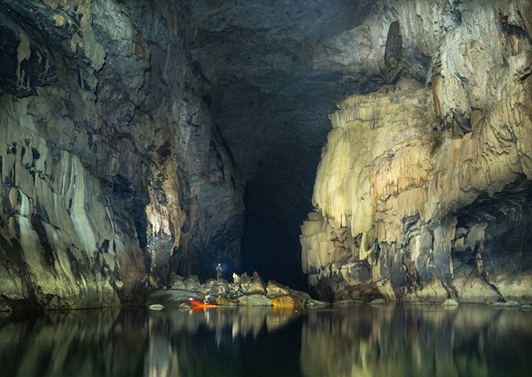 Có cả một khu rừng trong hang động đang phát triển tươi tốt.