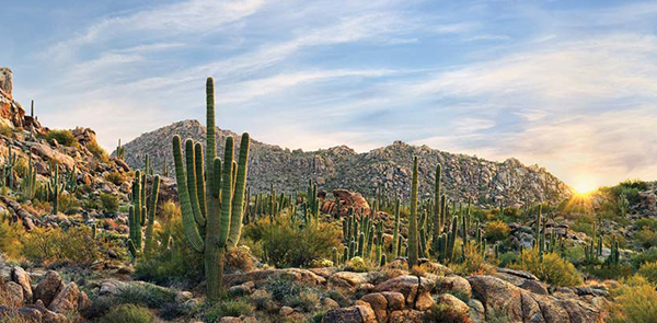 arizona-8658-1436148802-5 Arizona-8658-1436148802.jpg