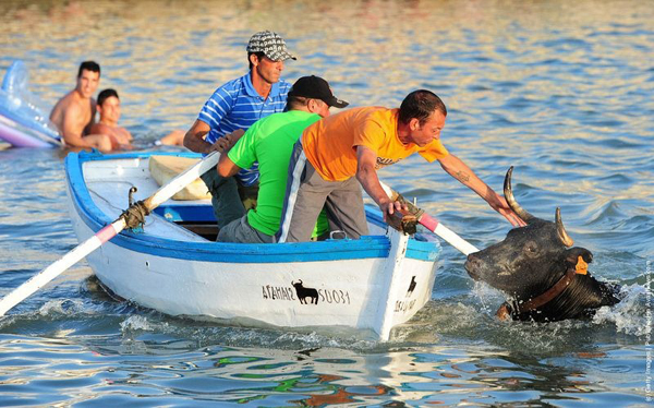 bo-bien-11-9744-1435974463 Sau khi bị rơi xuống biển, những chú bò sẽ được kéo lên bờ.