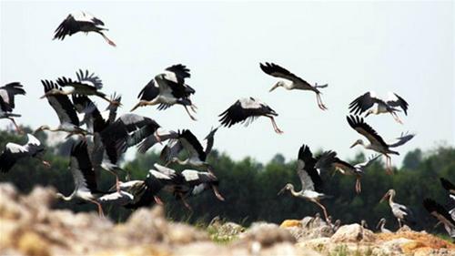 Tràm Chim Đồng Tháp, mùa sếu đầu đỏ về